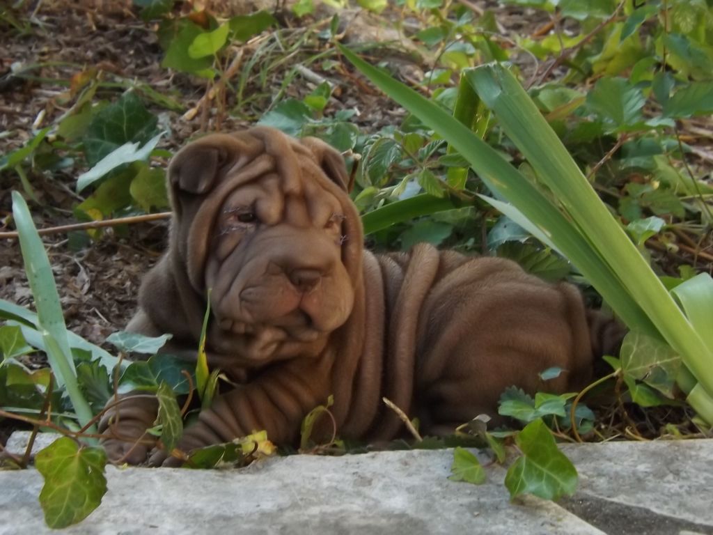 chiot Shar Pei du Dharma de Gautama