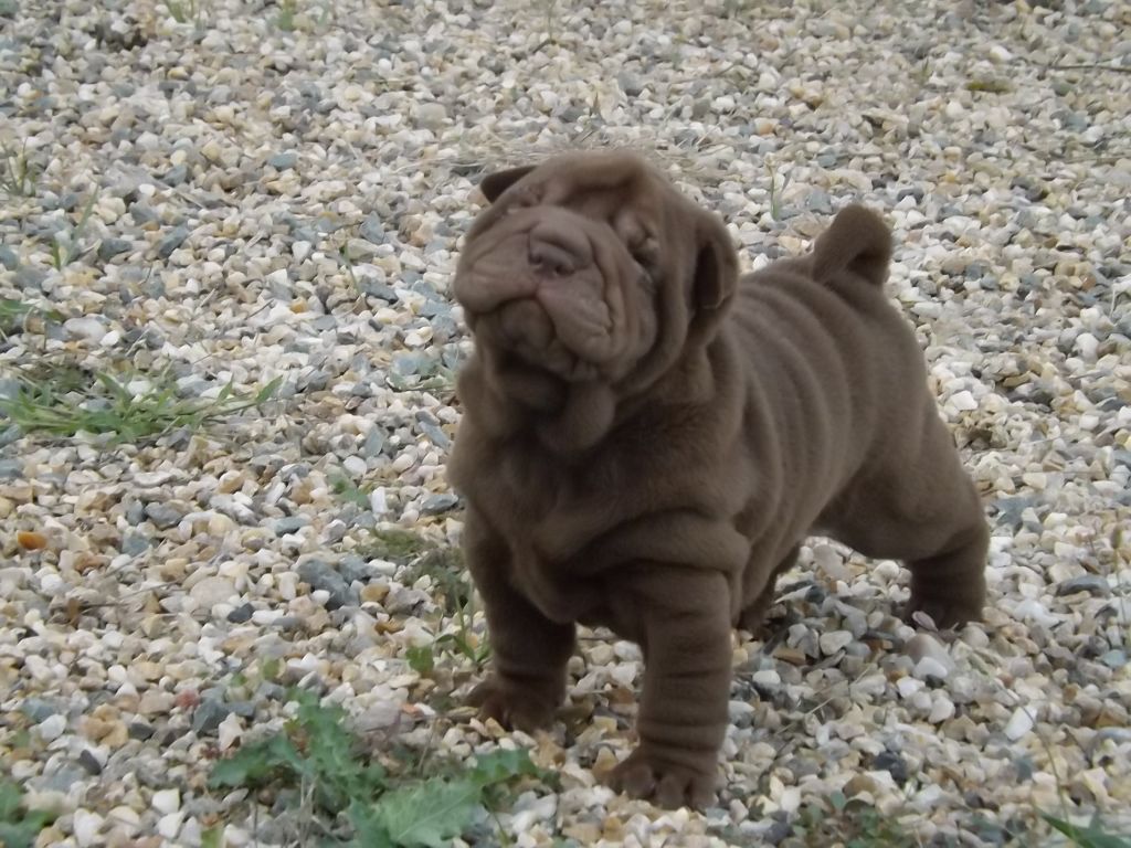 du Dharma de Gautama - Chiot disponible  - Shar Pei