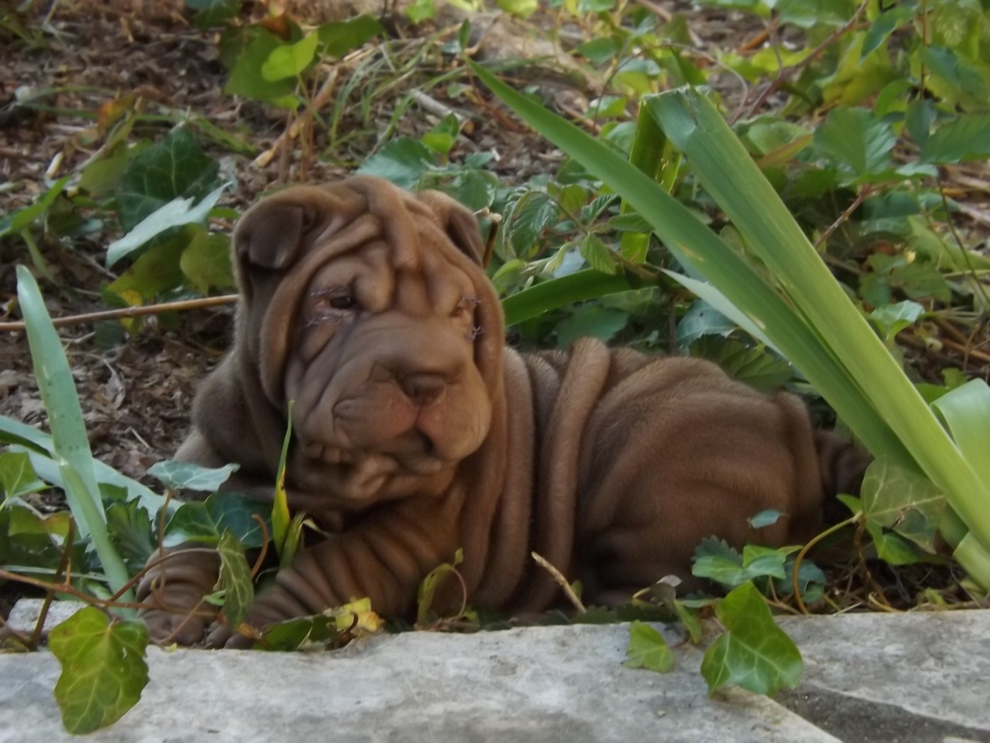 du Dharma de Gautama - Chiots disponibles - Shar Pei