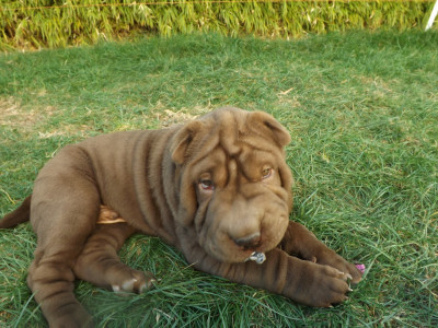 ARISTOTE